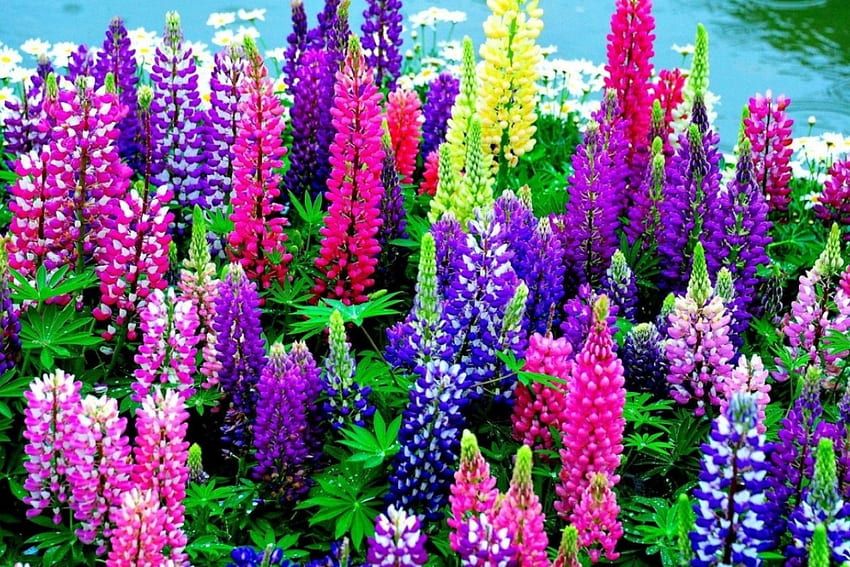 Colorful-Daisie-Flowers, Gänseblümchen, bunt, Blumen HD-Hintergrundbild
