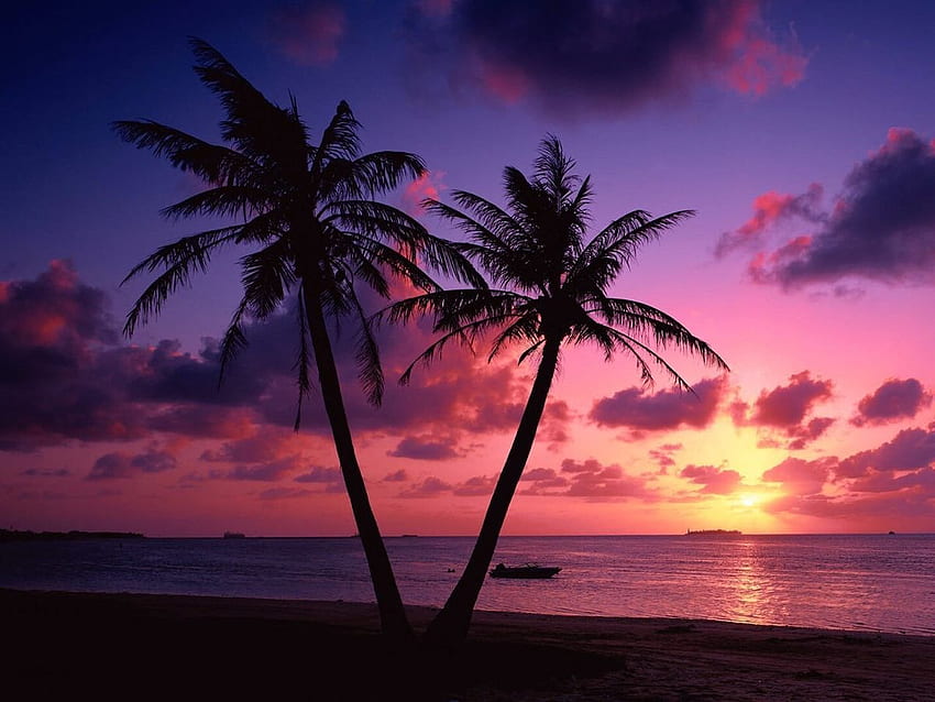 Anna Lena Pommerening sur Море. Coucher de soleil sur les arbres, coucher de soleil sur la plage, paysage au coucher du soleil, coucher de soleil sur la plage des Caraïbes Fond d'écran HD