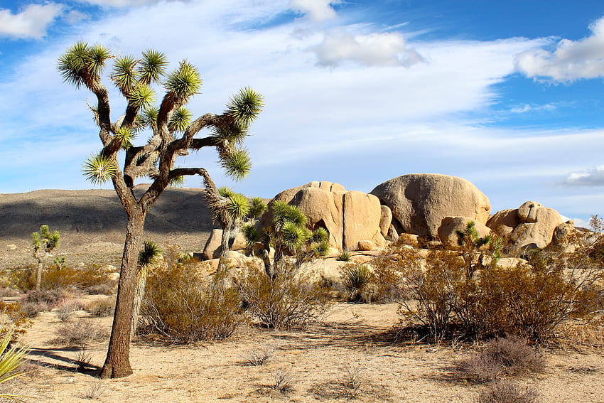 Pasir, Alam, Taman Nasional, Joshua, Mojave Wallpaper HD