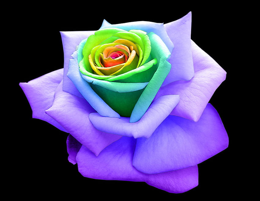 Piękna róża, niebieska, różana, kolorowa, żółta, zielona, ​​czerwona, liliowa Tapeta HD