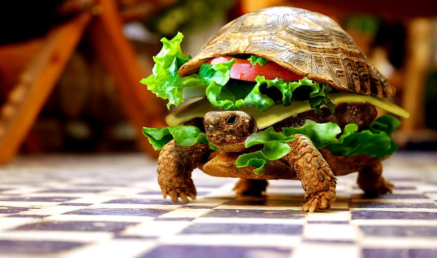 Забавна 3D животинска костенурка HD тапет