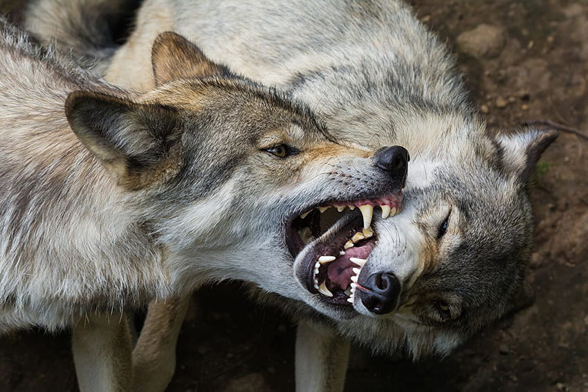 화난 늑대의 귀중한 두 마리 동물, 지구늑대 HD 월페이퍼