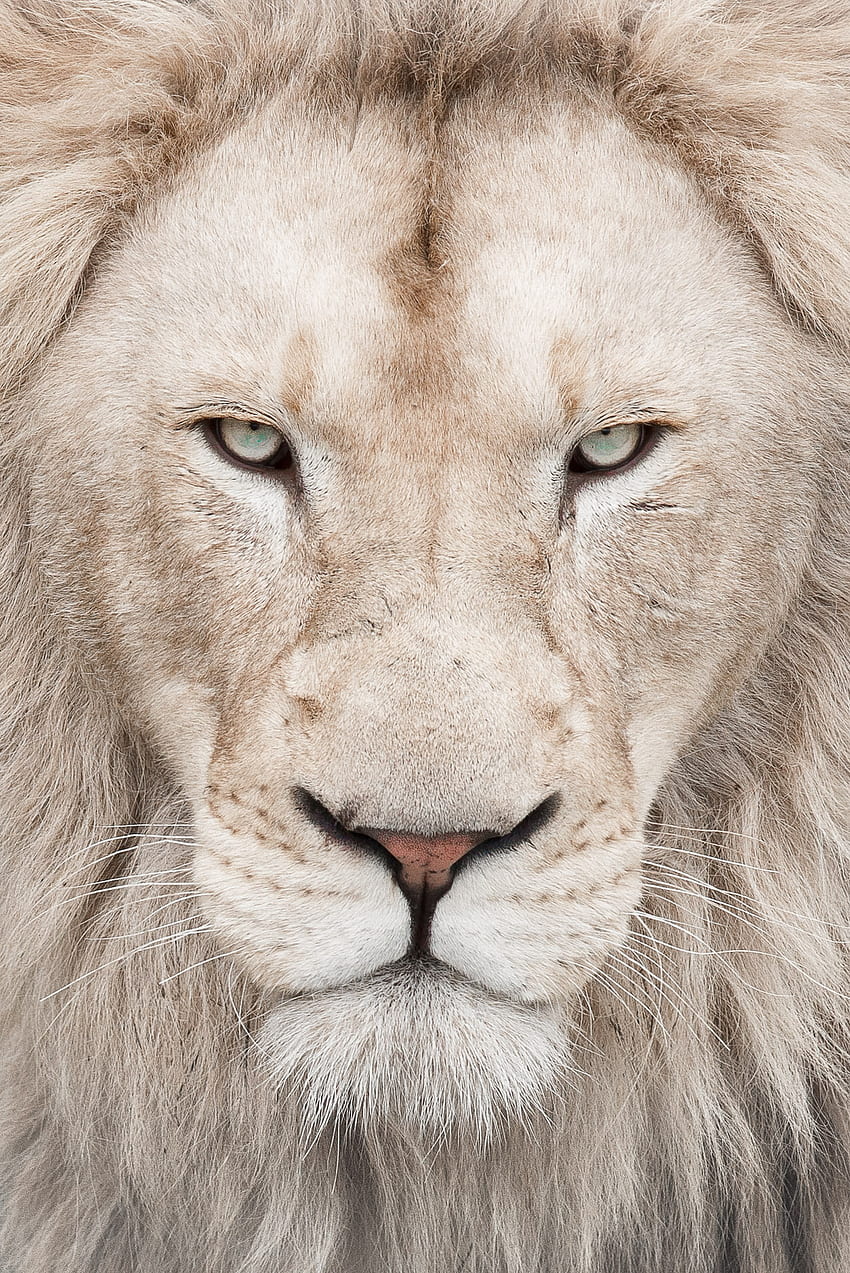 White Lion (), Albino Lion HD phone wallpaper