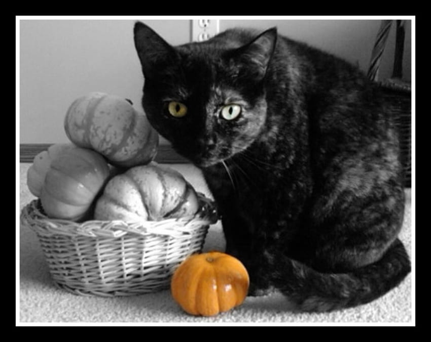 Curiosidad, calabazas, gato, acción de gracias, naranja. fondo de pantalla