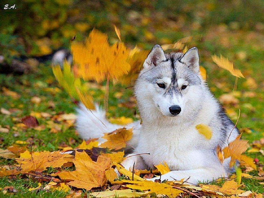 Golden Love, Husky, Tiere, Hunde, Natur, Blätter HD-Hintergrundbild
