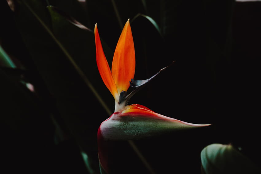 Flower, Dark, Petals, Strelitzia, Strelitcia, Bird Of Paradise HD wallpaper