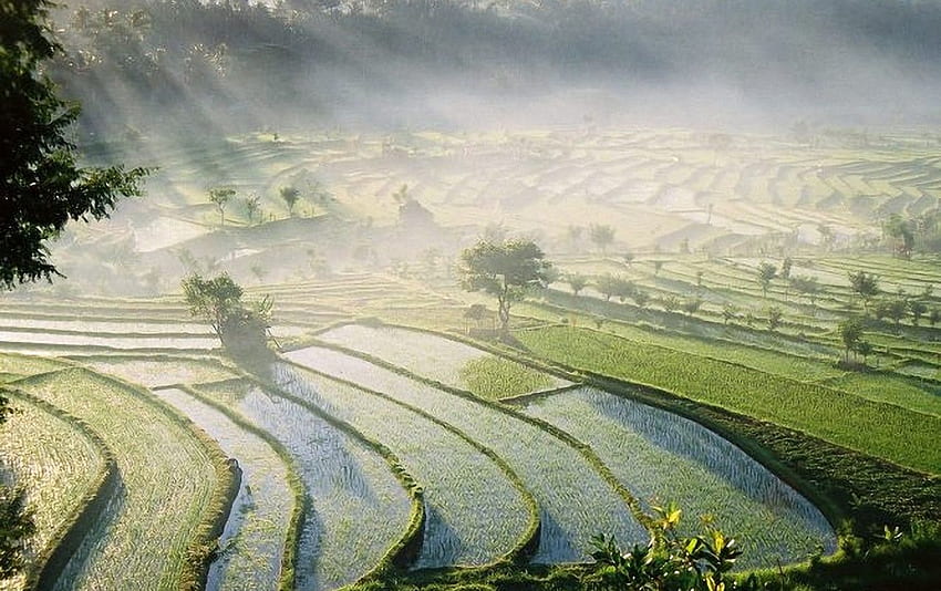 Bali Rice Fields . Bali Rice Fields stock HD wallpaper