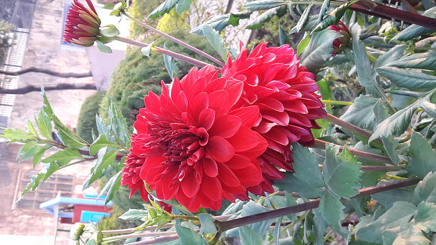 Red Color Dahila, dalhia, bud, red, flower HD wallpaper