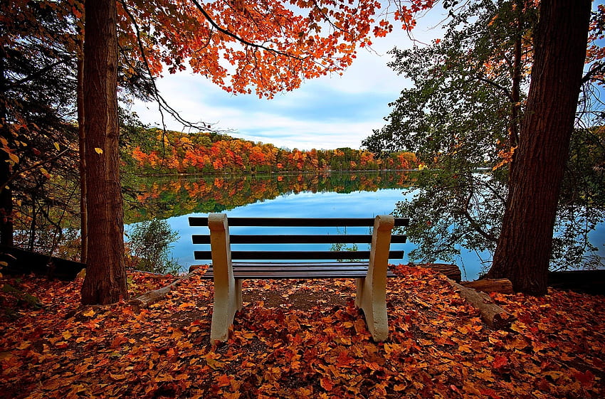 Nature, Rivers, Trees, Autumn, Lake, Bench HD wallpaper