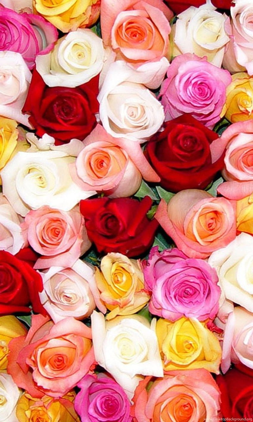 Colorful Rose Background Of Your Choice, Colorful Roses HD phone ...