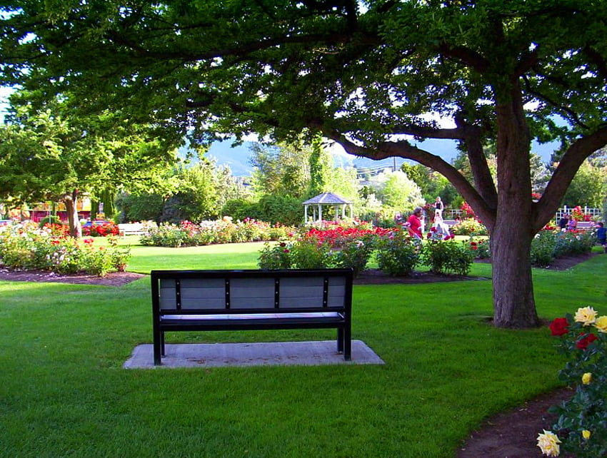 A view from here, bench, roses, plants, gazebo, trees, flowers, park HD wallpaper