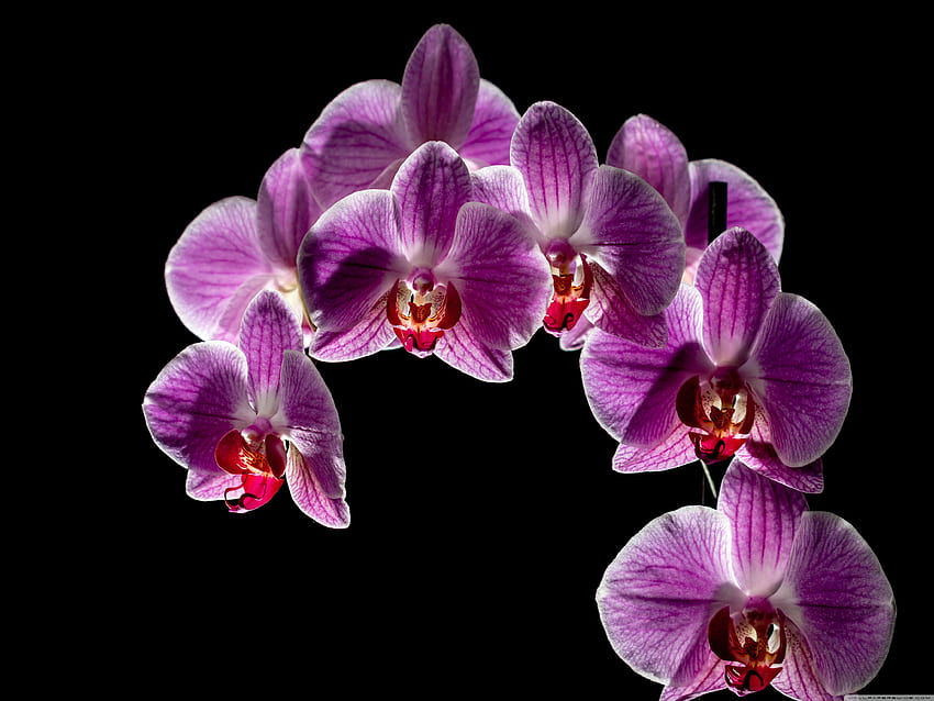 Purple Orchid Flowers Bloom, Black Background Ultra Background for U TV : & UltraWide & Laptop : Tablet : Smartphone HD wallpaper