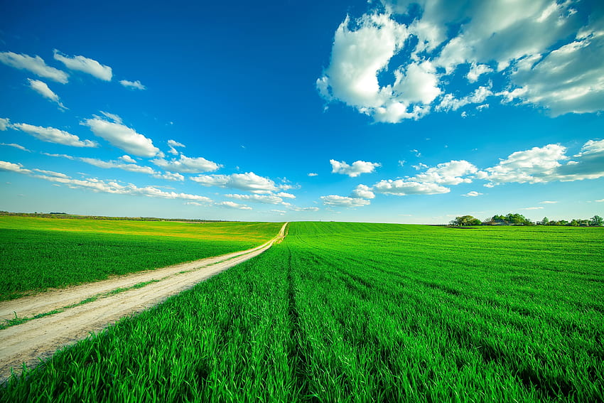 Clear Sky Beautiful Clouds - Paddy Field - & Background HD wallpaper