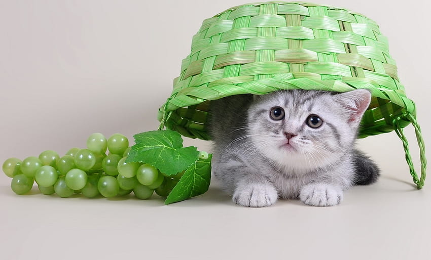 Kitten, grapes, cute, cat, pisica, basket, green, fruit, autumn, funny HD wallpaper