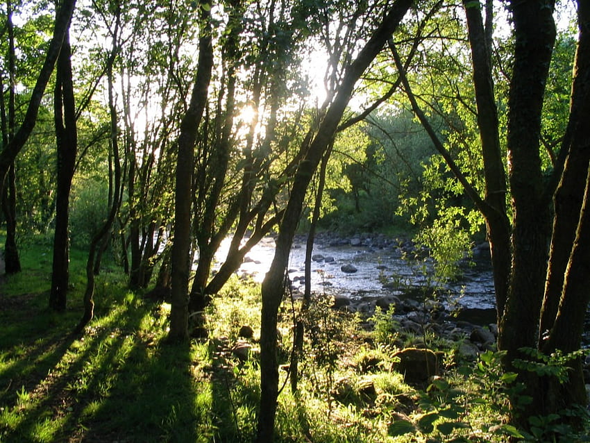 river, trees, summer, evening, sunset HD wallpaper