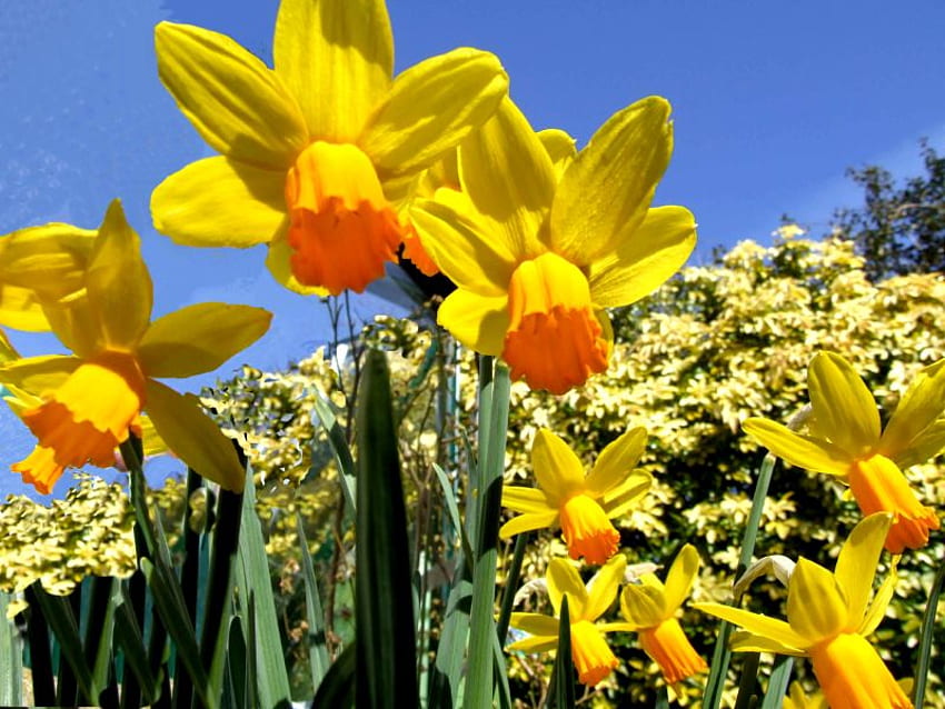 Spring into my garden, garden, flowers, spring, yellow HD wallpaper