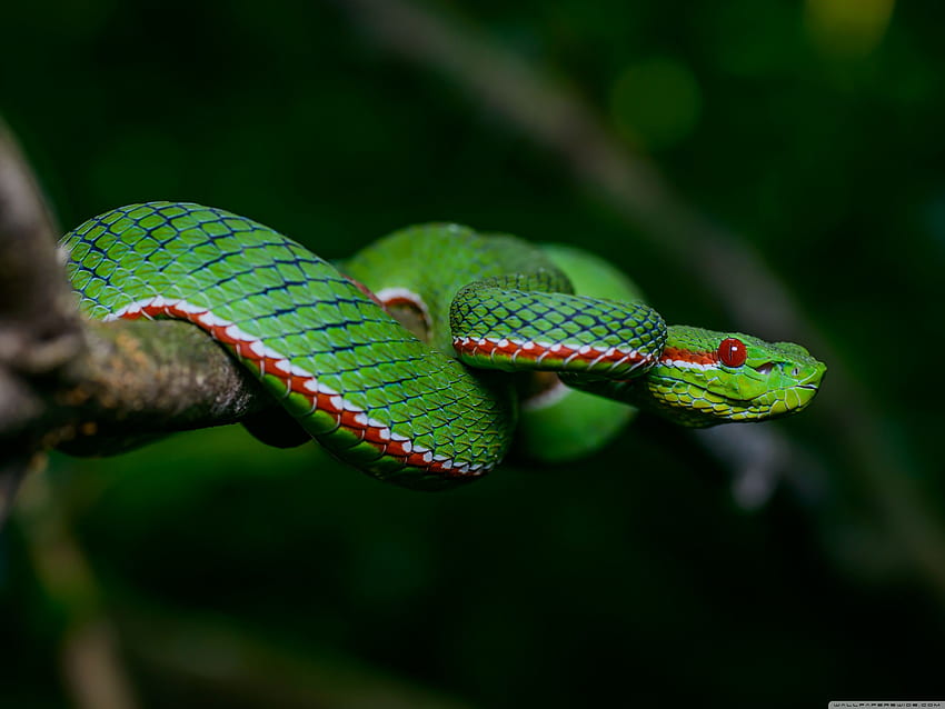 Venomous Snakes, Viper Snake HD wallpaper