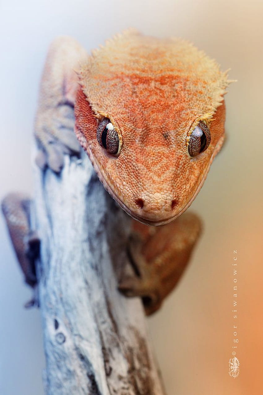 very gorgeous gecko :). Cute reptiles, Animals wild, Crested gecko HD phone wallpaper