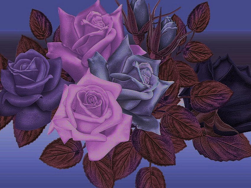 Purple roses, nature, flowers HD wallpaper