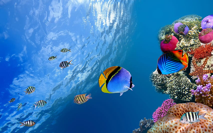 Colorful Fishes Background HD wallpaper