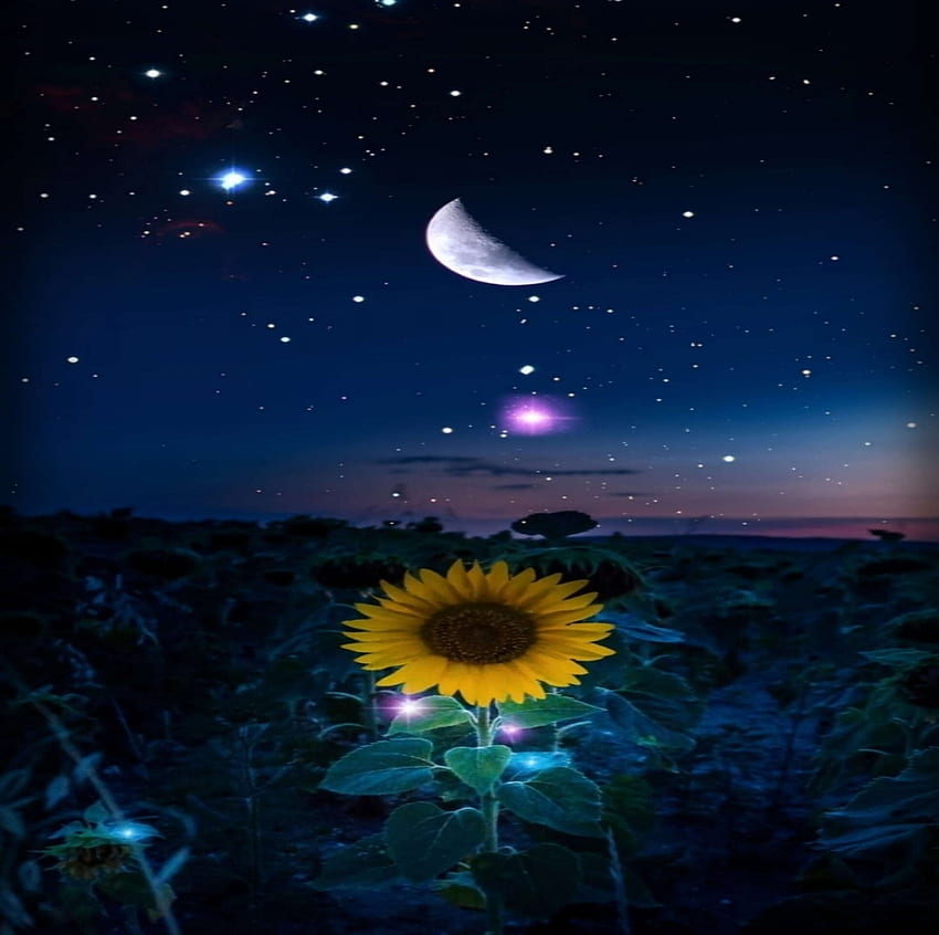 Starry Night, Flower, Space, Moon, Blue, Stars HD wallpaper | Pxfuel