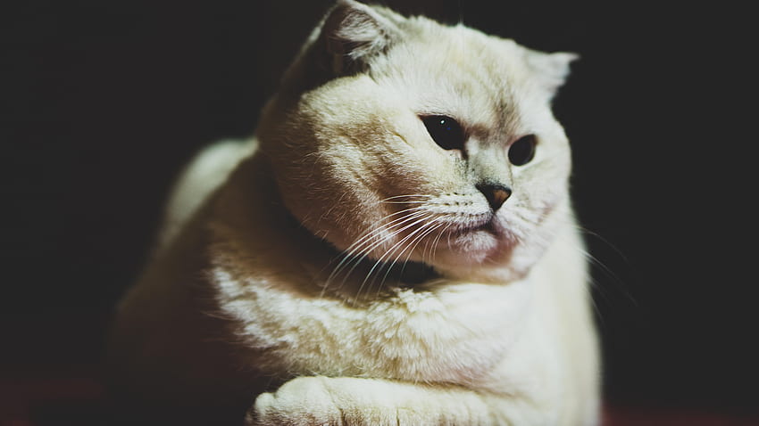 scottish fold, cat, white, pet, muzzle, glance, dark HD wallpaper