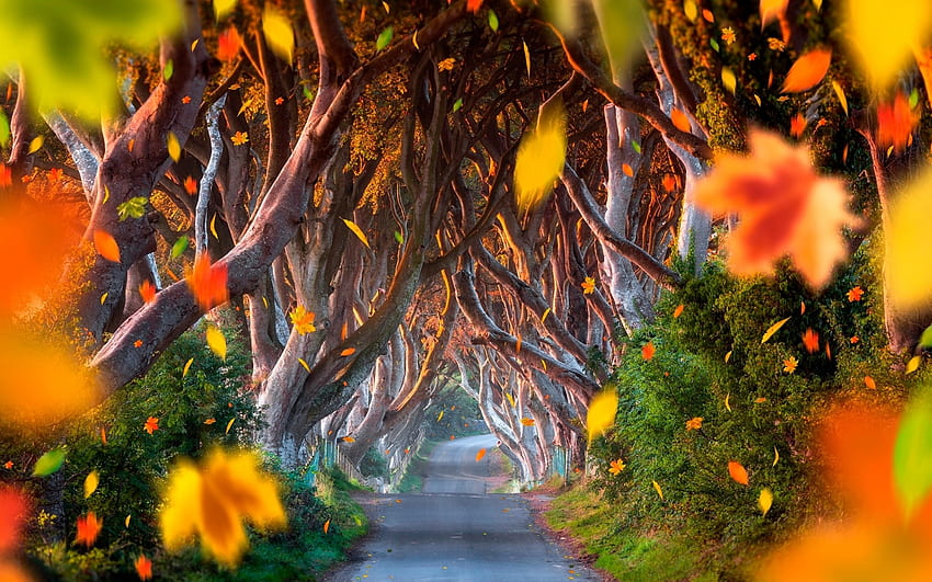 Autumn, path, orange, tree, wind, green, leaf, toamna, forest HD wallpaper