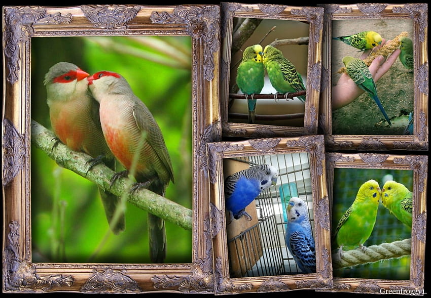 LOVELY BIRDS, BIRDS, , ANIMALS, LOVELY HD wallpaper