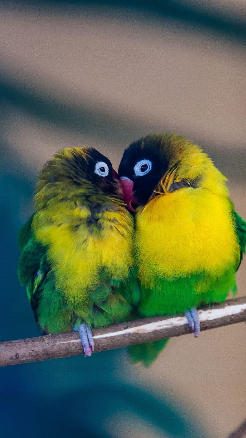 Love Birds, Cute HD phone wallpaper