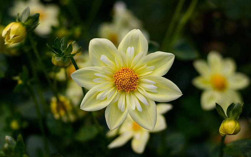 Dahlia Yellow Flowers High Quality Flower, High Resolution Flower HD wallpaper