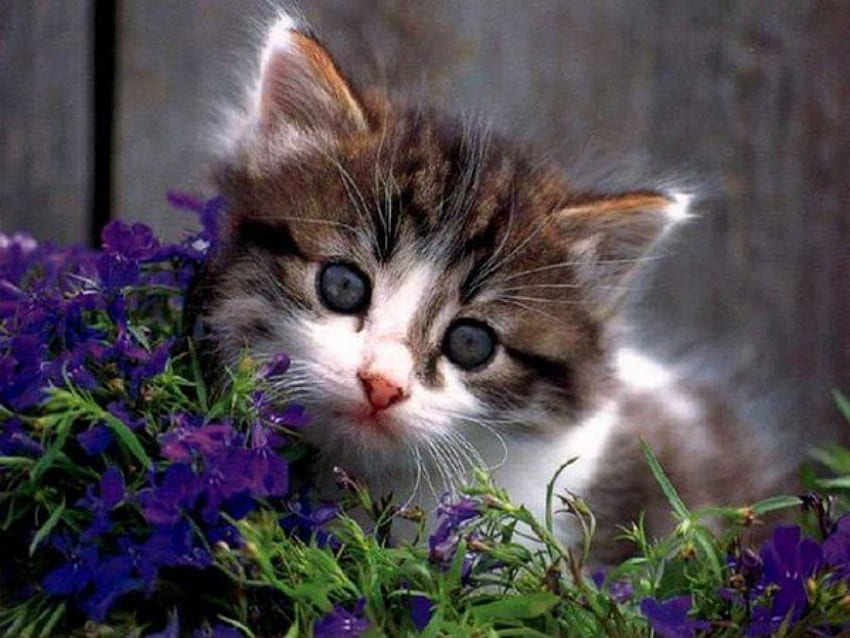 かわいいキティ、動物、子猫、キティ、かわいい、猫、花 高画質の壁紙