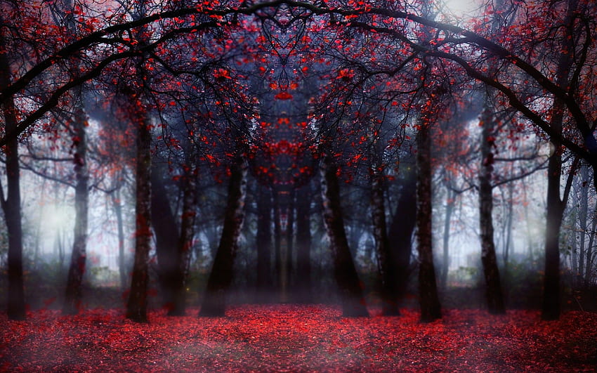 Natur, Bäume, Herbst, Symmetrie, Wald, Symmetrisch HD-Hintergrundbild