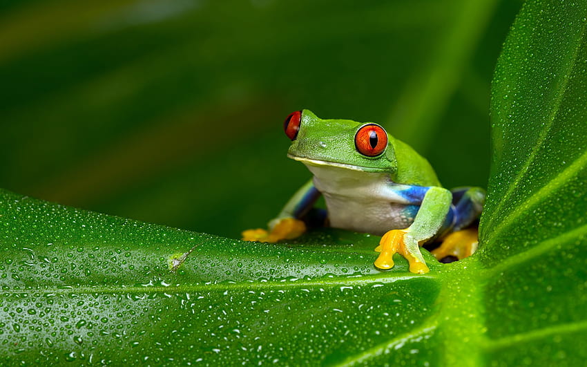 Tree Frog Computer Background [] for your , Mobile & Tablet. Explore Tree Frog . Frog , Frog for Computer, Frog for Walls, Green Frog HD wallpaper