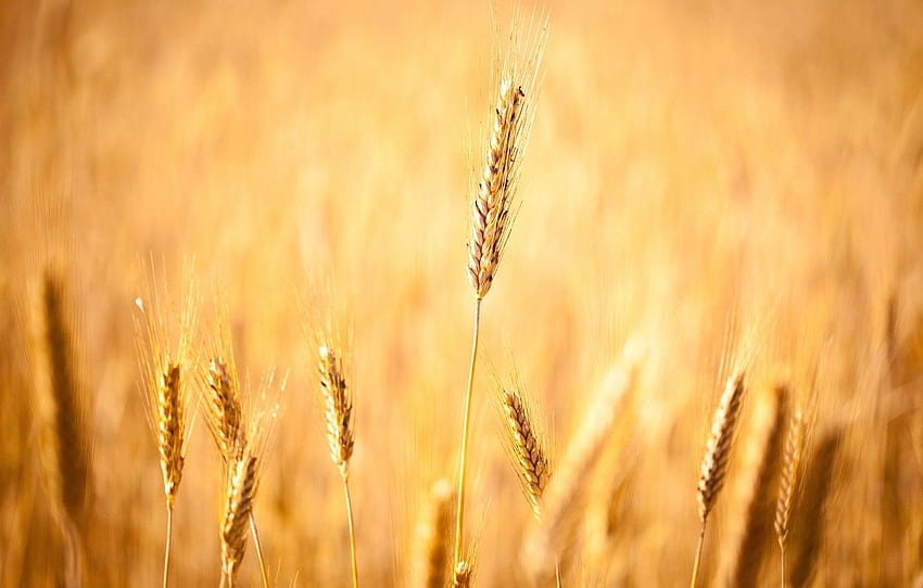 trigo, campo, otoño, grano, campo, grano, enfoque, cosecha, espiguillas, orejas, ancha, campos de maíz, espiga, el, bokeh, bokeh para, sección макро fondo de pantalla