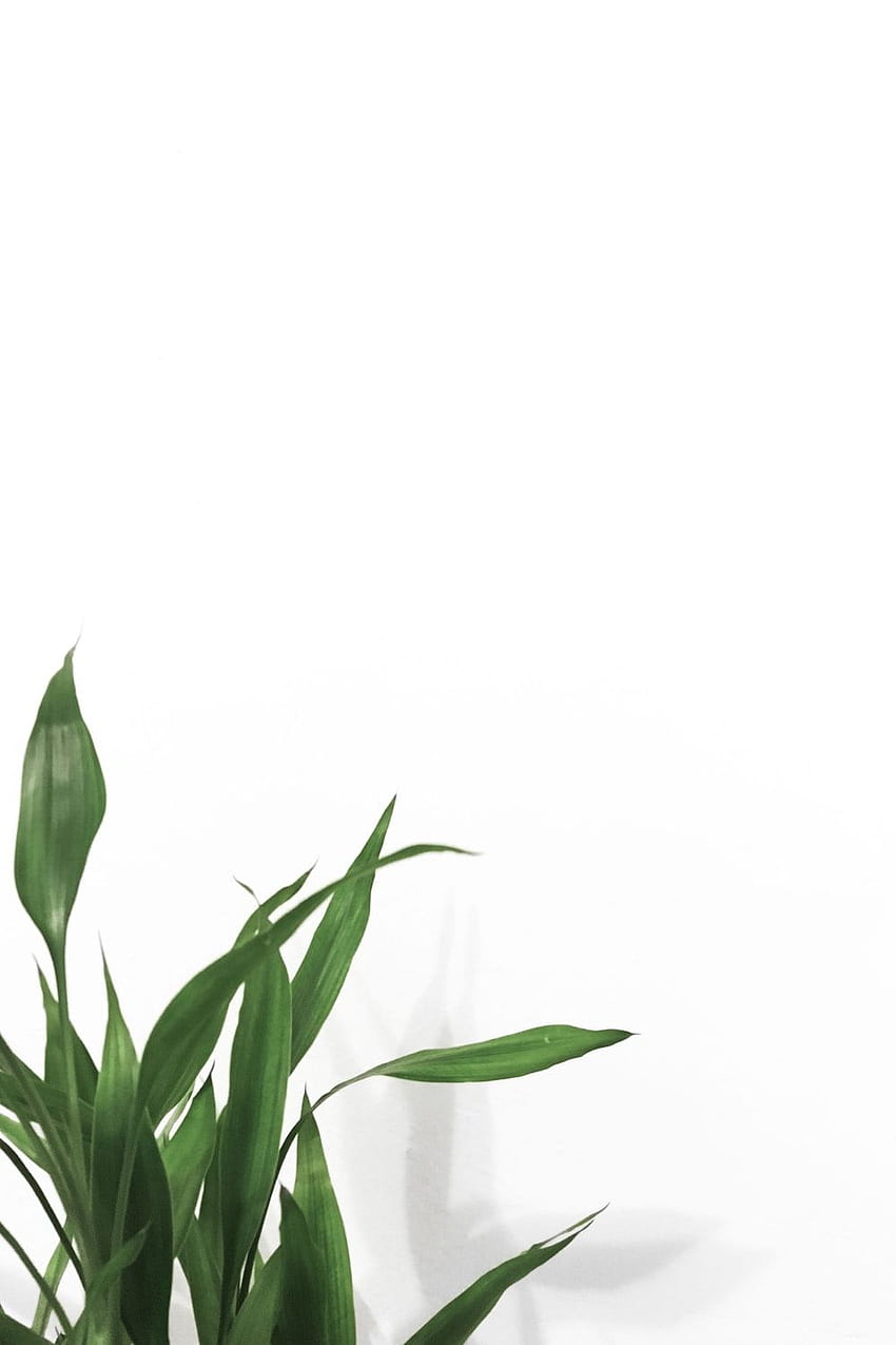 plantas de folhas lineares perto da parede branca – Planta, Folhas Brancas Papel de parede de celular HD