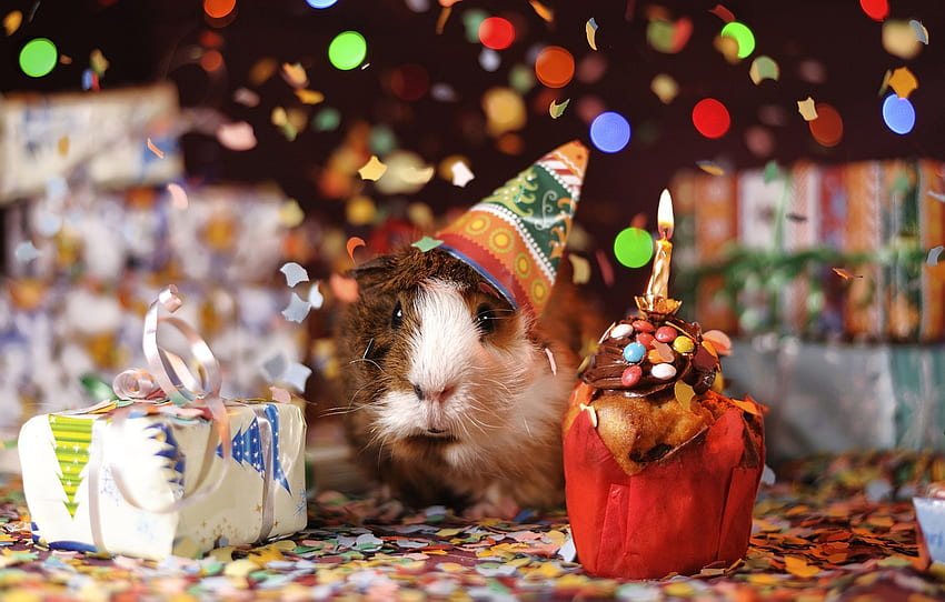 Christmas, gifts, New year, Guinea pig, cap, confetti, rodent, cupcake for , section новый год, Christmas Hamster HD wallpaper