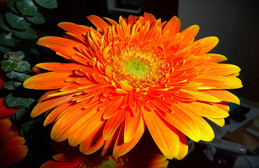 Large Orange Gerbera, petals, yellow, flower, nature, center, gerbera, large, orange HD wallpaper