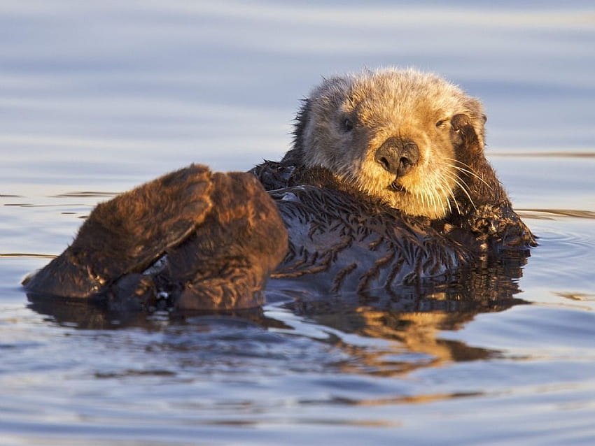 Животни: калифорнийска морска видра, морско убежище в залива Монтерей HD тапет