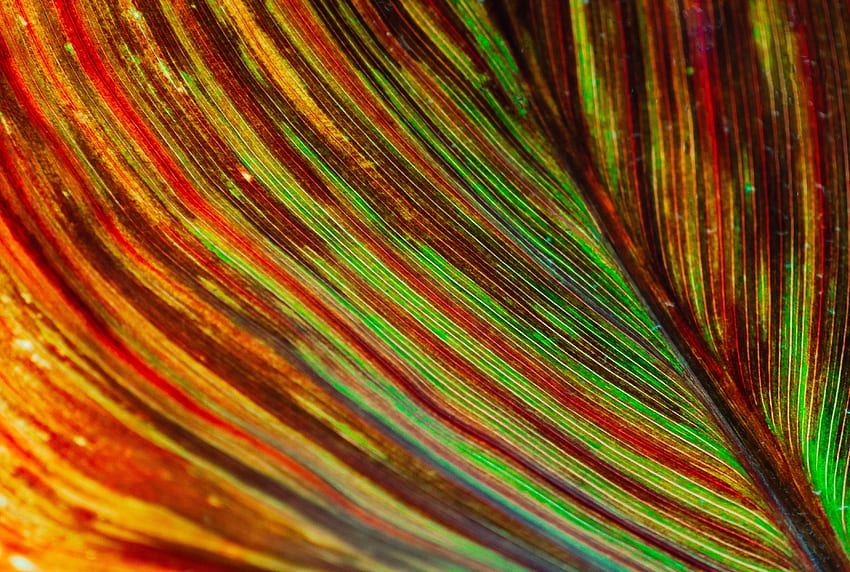 Makro, kolorowe żyły liści, tekstura Tapeta HD