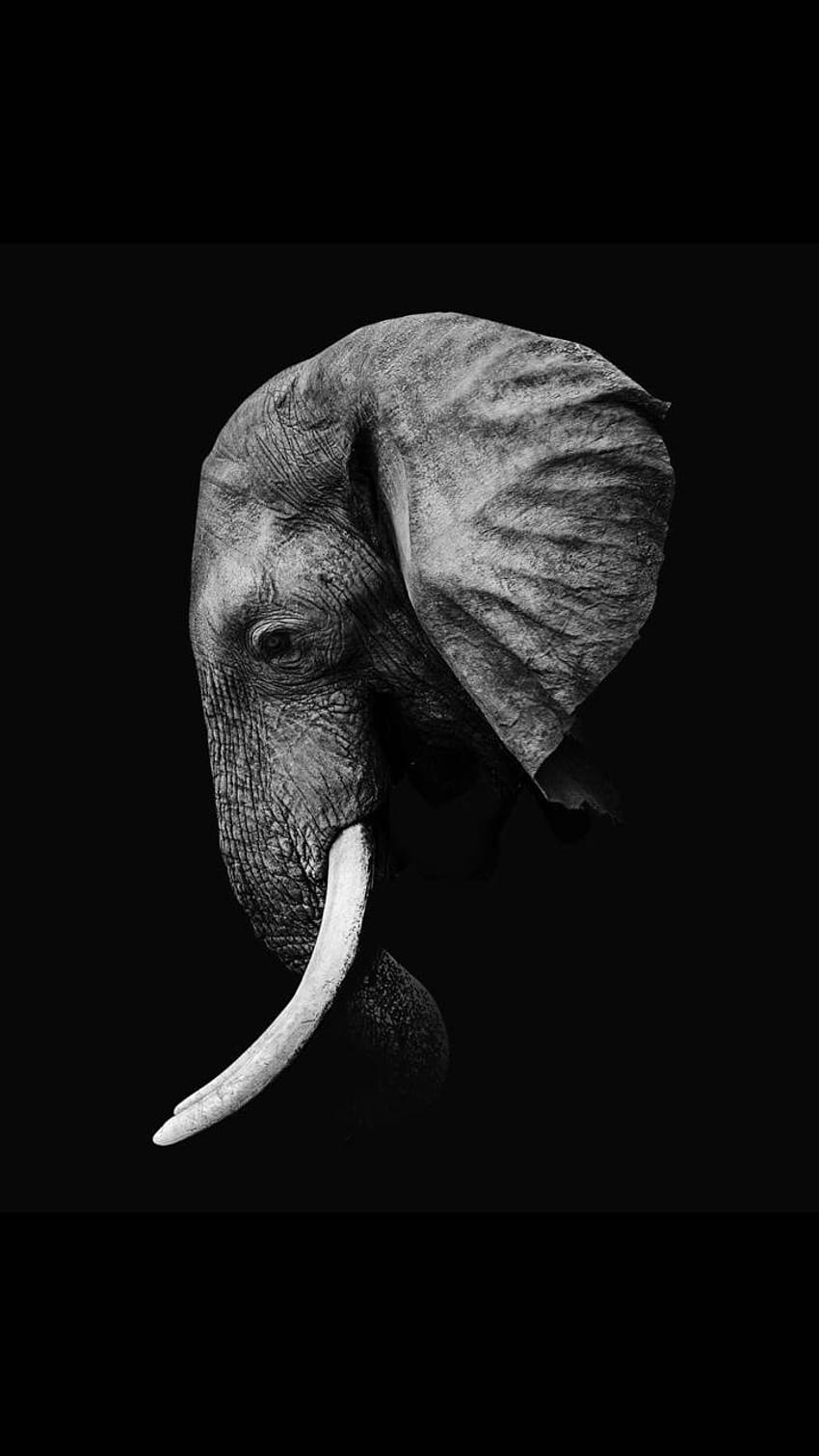 Elefante preto, elefante preto e branco Papel de parede de celular HD