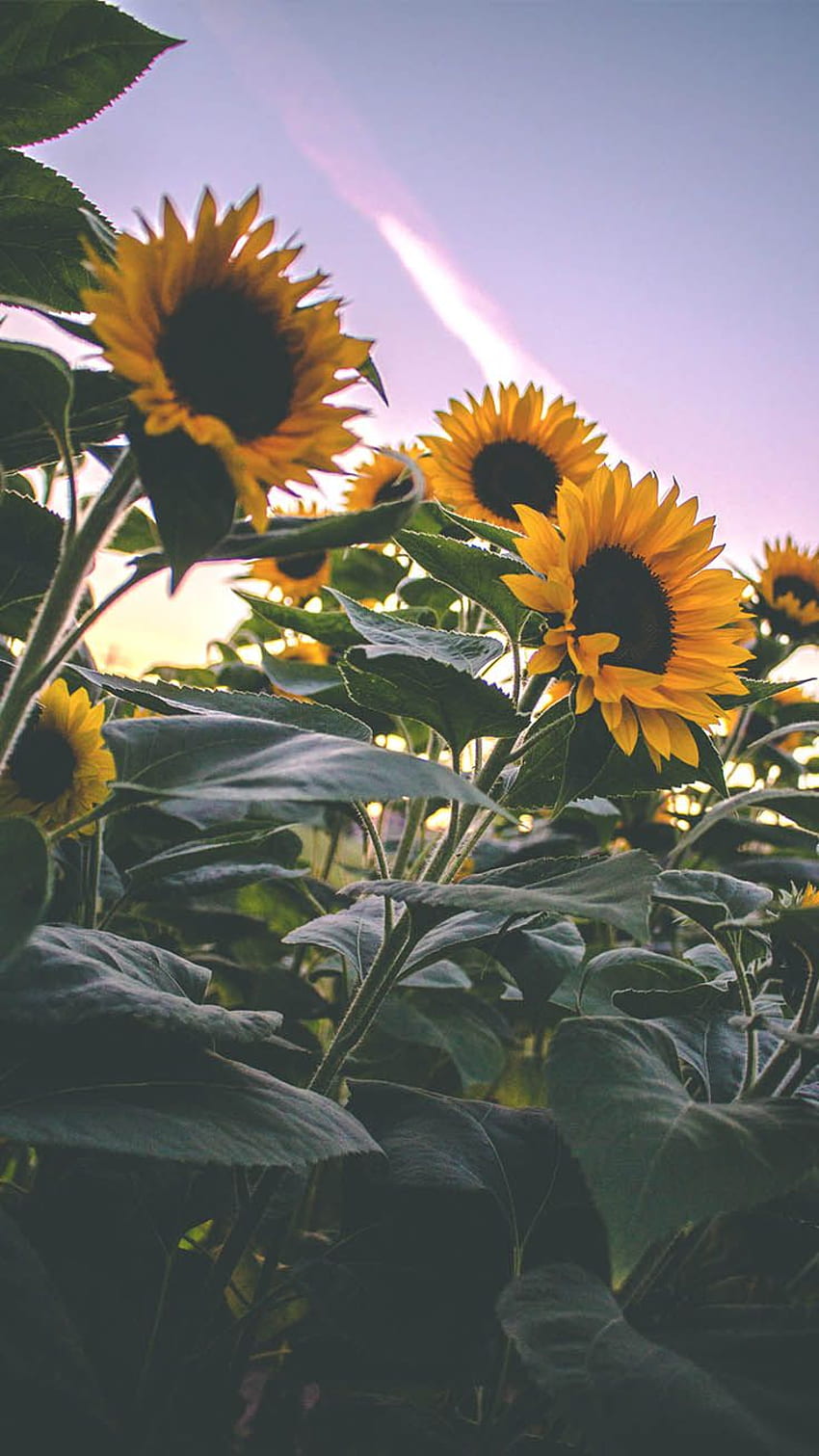 iPhone Super Pretty Sunflower, girasole autunnale vintage Sfondo del telefono HD