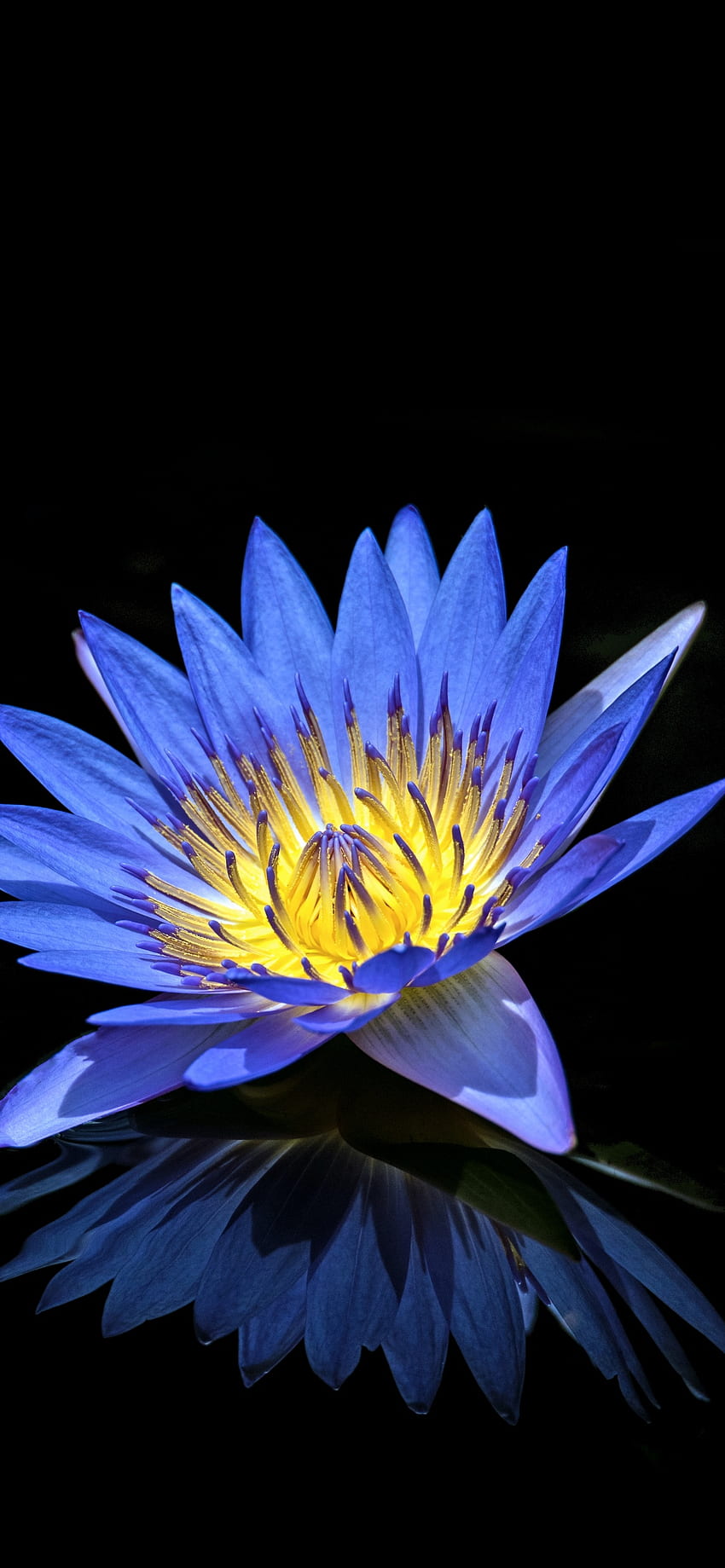 スイレン、青い花、黒の背景、反射、花、黒と青の花 iPhone HD電話の壁紙