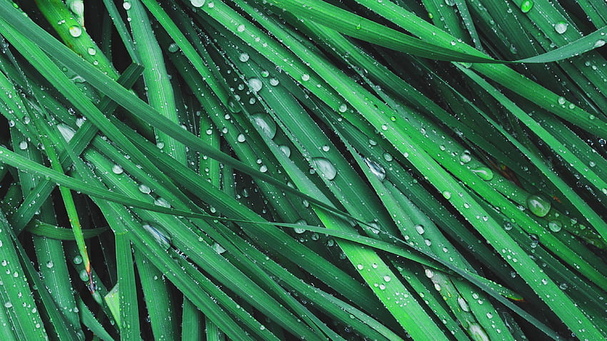 Grass, Drops, Macro, Dew HD wallpaper