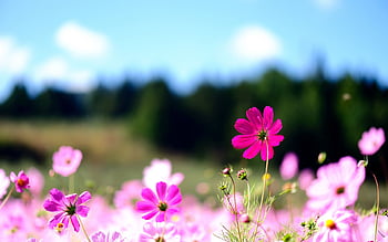 Được biết đến với sắc hồng tươi tắn và dịu dàng, các loại hoa này đã trở thành nguồn cảm hứng lý tưởng cho những ai yêu thích sự đẹp đẽ và tươi mới. Hãy cùng thư giãn với những bông hoa tuyệt đẹp này và đắm mình vào mê cung của sắc hoa.