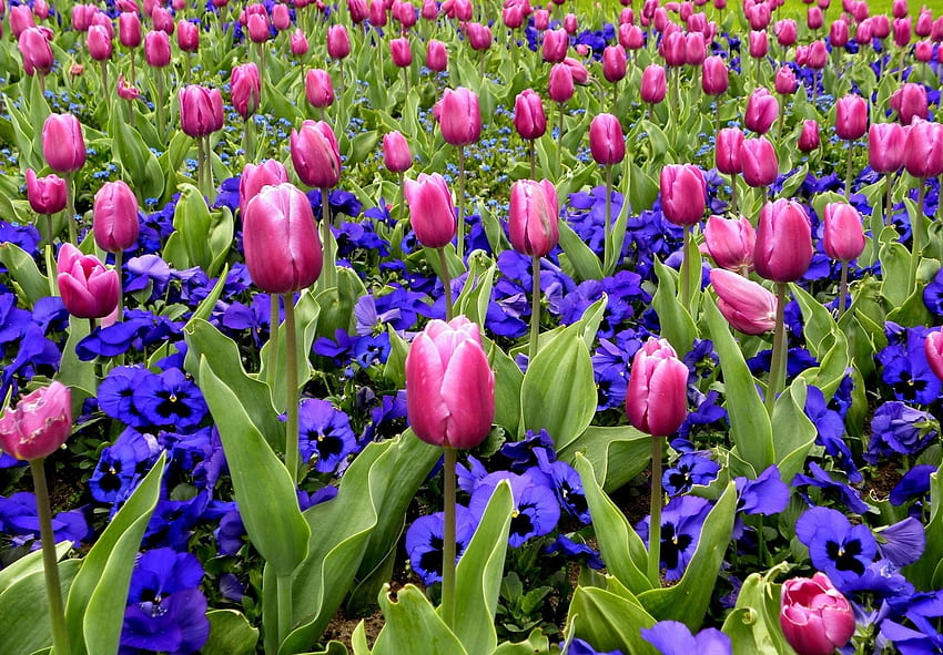 Fiori, viole del pensiero, tulipani, aiuola, aiuola, primavera Sfondo HD
