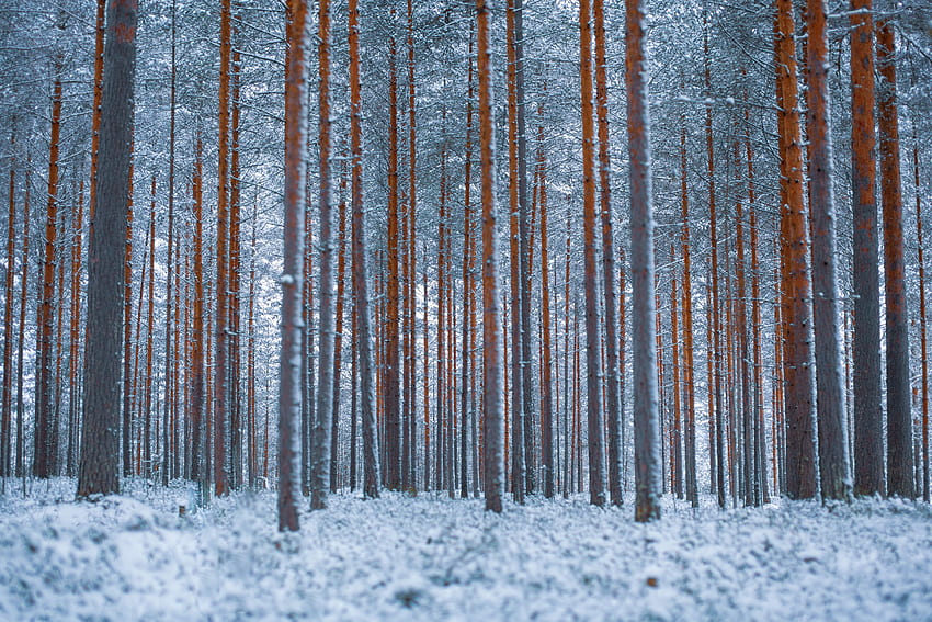 冬, 木, 雪, 森林, ミニマリズム 高画質の壁紙