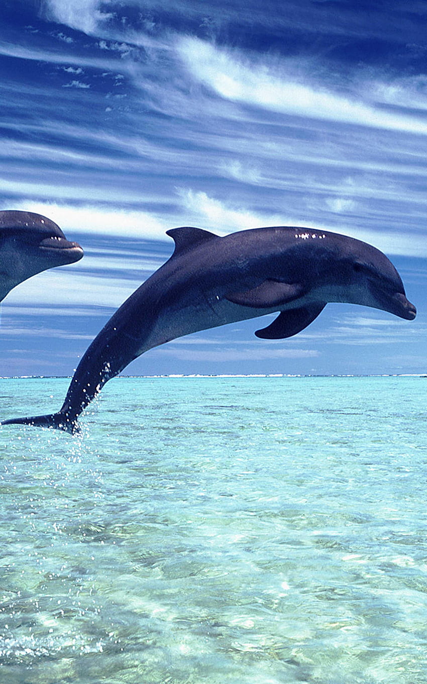 39 Dolphin Wallpapers  Wallpaperboat
