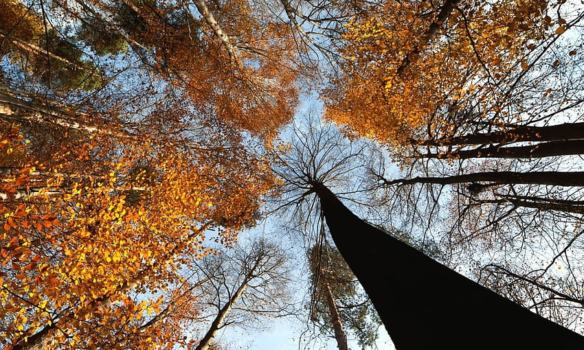 Nature Autumn Trees Crown q あなたの Des のための 10K 解像度の高品質。 秋の木々、iPhone画面サイズ 高画質の壁紙