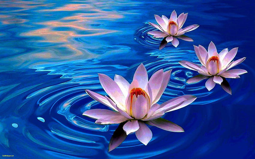 Lotus Flower Lotus HD wallpaper