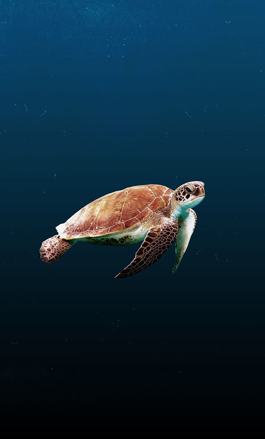 Żółw morski iPhone 6, , Tło - iPhone żółw morski, żółw plażowy Tapeta na telefon HD
